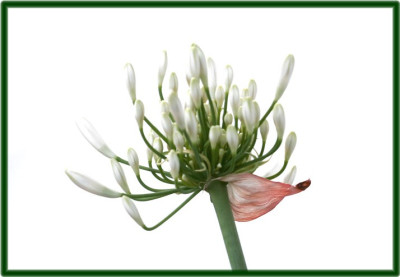 Agapanthus.jpg