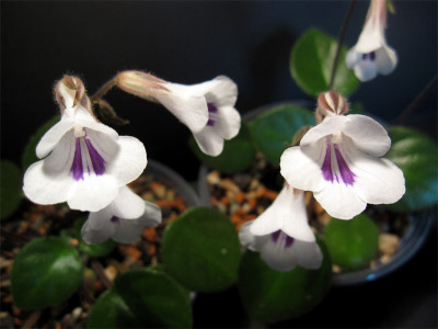 Primulina-tamiana2.jpg