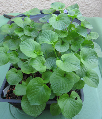 Viola-mirabilis-seedlings1.jpg