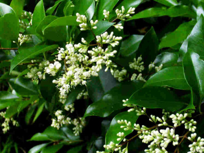 Ligustrum-japonicum-Green-Century.jpg