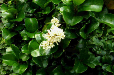 Ligustrum-japonicum-Rotundifolium.jpg