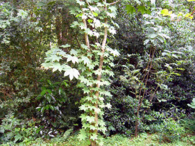 Kalopanax-Viburnum-awabuki.jpg