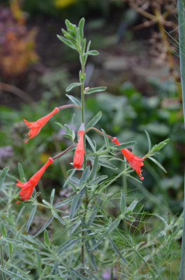 Zauschneria.19-1.jpg