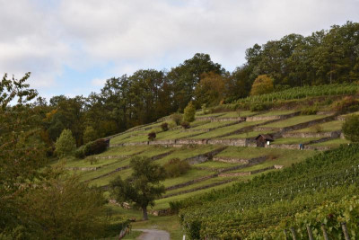 Haslach. Ochsenbach, Feigen, Quitten 047.JPG