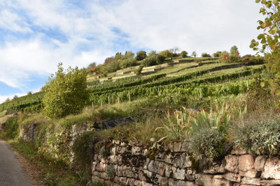 Haslach. Ochsenbach, Feigen, Quitten 039.JPG