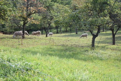 Haslach. Ochsenbach, Feigen, Quitten 049.JPG