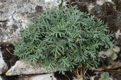 Haslach. Ochsenbach, Feigen, Quitten 041.JPG