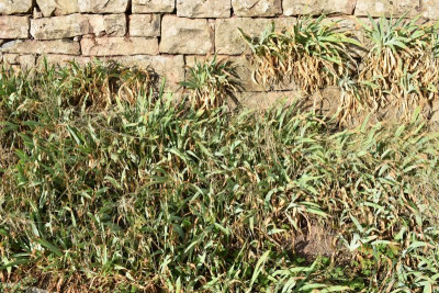 Haslach. Ochsenbach, Feigen, Quitten 043.JPG