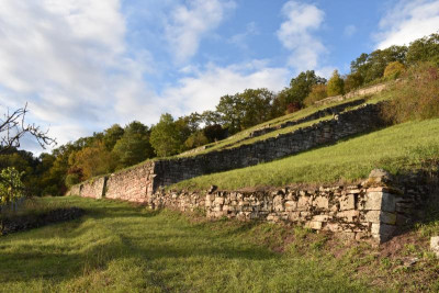 Haslach. Ochsenbach, Feigen, Quitten 070.JPG