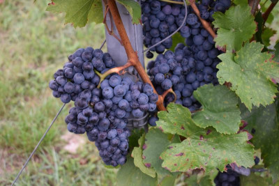 Haslach. Ochsenbach, Feigen, Quitten 031.JPG