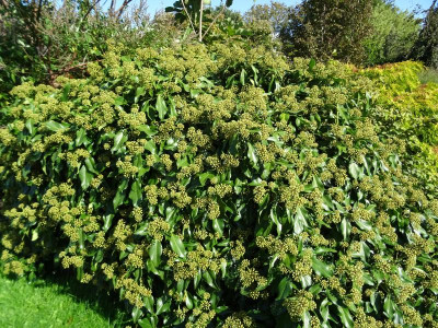 Hedera colchica 'Fall Favourite.JPG