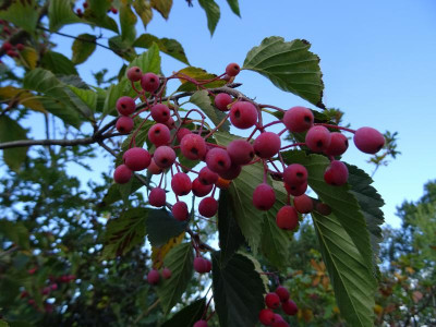 Sorbus alnifolia Oktober 2019.jpg