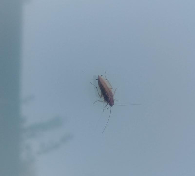 Insekt_unbek_20191001_071850.jpg