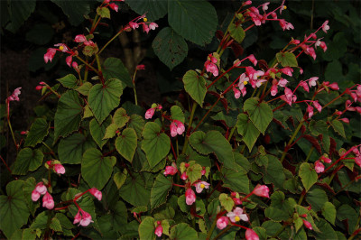 Begonia-grandis-Sapporo1.jpg