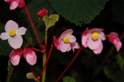 Begonia-grandis-Sapporo3.jpg