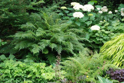 Bevis-und-Green-Lace.jpg