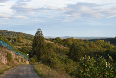 Haslach. Ochsenbach, Feigen, Quitten 072.JPG