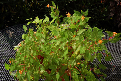 Begonia-sutherlandi1.jpg