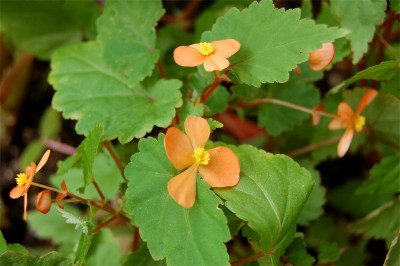 Begonia-sutherlandi2.jpg