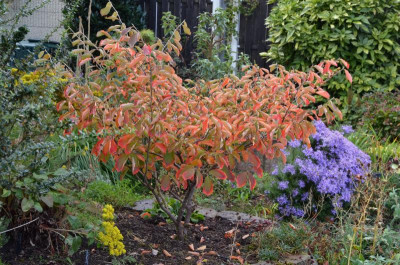 Hamamelis-ArnoldPromis.19-3.jpg