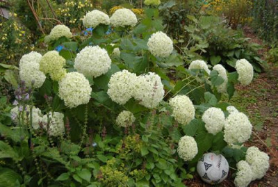 Waldhortensie_Arabella_Fussballgroesse_X00410__S_9649.jpg