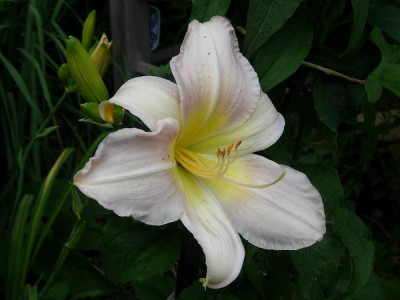 070628-DSCN3993.JPG