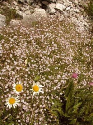 s_gypsophila.jpg