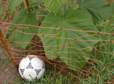 Blauschotenbaum_mit_Riesenblatter_X0010__H_9639.jpg