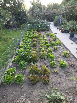 Salat Rodetag.jpg