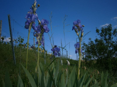 geigersberg mai 17 036.JPG