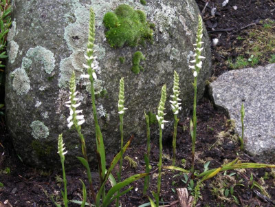 Spiranthes cernua b 02.10.19.JPG
