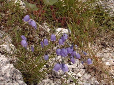 s_campanula.jpg