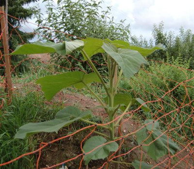 Blauschotenbaum_im_Saft_X0010__H_9744.jpg