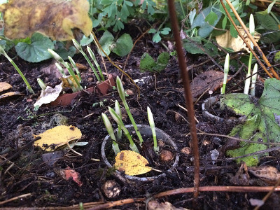 2019 10 02 Galanthus peshmenii.jpg