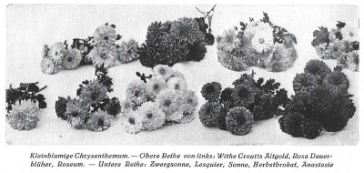 Chrysanthemum Foerster.jpg