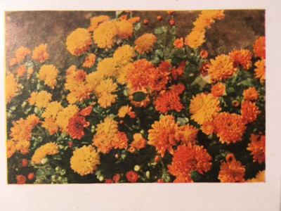 Altgold Gartenschönheit 1939.JPG