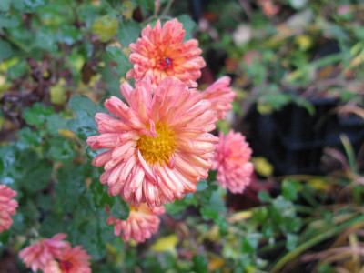 Herbstbrokat Sichtungstyp 111118.JPG