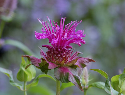 Monarda_Gewitterwolke.jpg