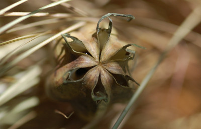 Herbst-im-Juni-Foto.jpg