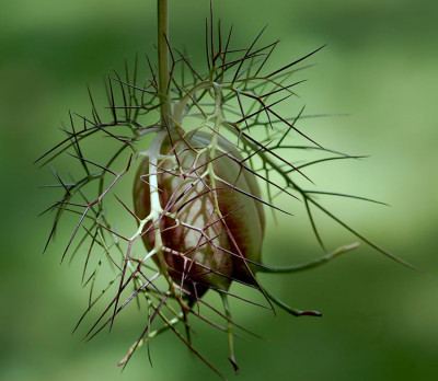 Stacheldraht-Jungfer-1.jpg