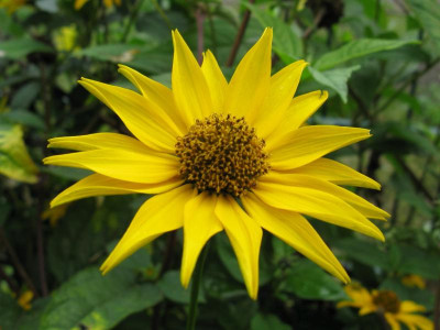 Gartenfindling.JPG