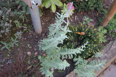 blauraute_2019-10-03a.JPG