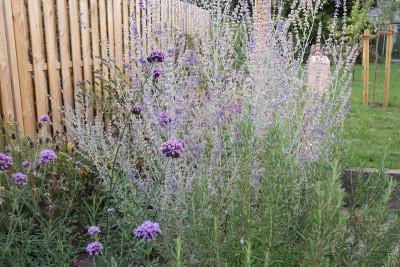 blauraute_2019-10-03b.JPG
