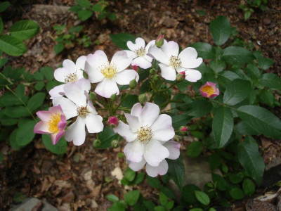 Lyda_Rose1a.JPG