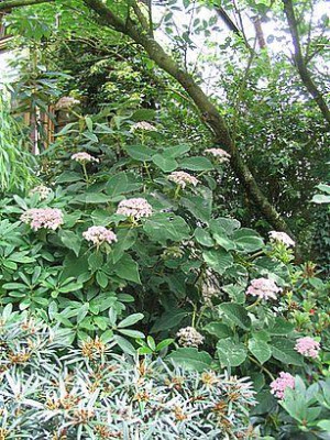 Hydrangea_aspera_ssp._sargentiana_fars_2007.jpg