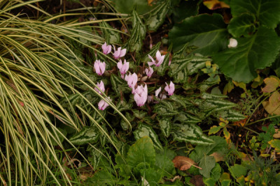 DSCF0197_4172.JPG