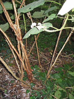 Hydrangea_aspera_ssp._sargentiana_2_fars_2007.jpg