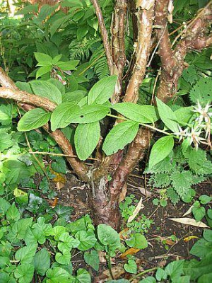 Hydrangea_villosa_Stamm_fars_2007.jpg