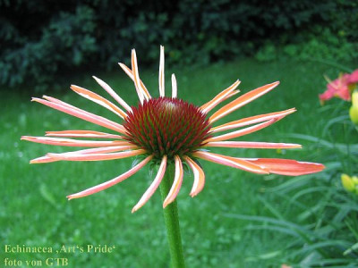 Echinacea_61091.jpg