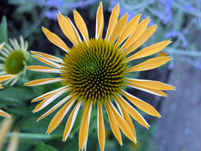 Echinacea_Harvest_Moont_u.jpg